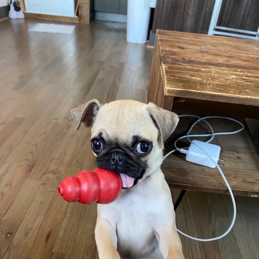 Meet your Posher, Payton